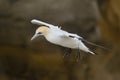 Australian gannet in flight Royalty Free Stock Photo