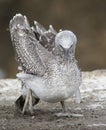 Australian Gannet juvenile closeup Royalty Free Stock Photo