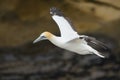 Australian gannet Royalty Free Stock Photo