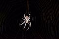 Australian Garden Orb Weaver spider in web Royalty Free Stock Photo