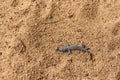 An Australian gecko (Strophurus), also known as a striped gecko Royalty Free Stock Photo