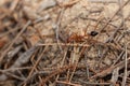 Australian Giant Bull Ant, myrmecia gratiosa Royalty Free Stock Photo