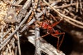 Australian Giant Bull Ant, myrmecia gratiosa, with eyes and jaws in focus Royalty Free Stock Photo