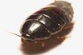 Australian giant burrowing cockroach on white background