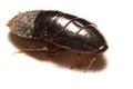 Australian giant burrowing cockroach on white background