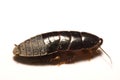 Australian giant burrowing cockroach on white background