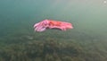 Australian Giant Cuttlefish dying at Stony Point Royalty Free Stock Photo