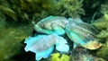 Australian Giant Cuttlefish mating display at Stony Point Royalty Free Stock Photo