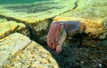Australian Giant Cuttlefish mating at Stony Point Royalty Free Stock Photo