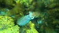 Australian Giant Cuttlefish mating at Stony Point Royalty Free Stock Photo