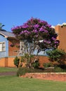 Australian Glory Flower bush