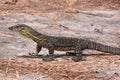 Australian Goanna/Lace Monitor (Varanus varius)