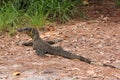 Australian Goanna/Lace Monitor (Varanus varius)