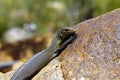 Australian Goanna/Lace Monitor