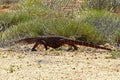 Australian Goanna/Lace Monitor (Varanus varius) Royalty Free Stock Photo