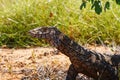 Australian Goanna/Lace Monitor (Varanus varius)