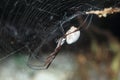 Australian golden orb weaver Royalty Free Stock Photo