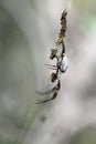 Australian golden orb-weaving spider catching a honey bee Royalty Free Stock Photo