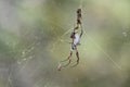 Australian golden orb-weaving spider catching a honey bee Royalty Free Stock Photo