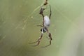 Australian golden orb-weaving spider on a cobweb Royalty Free Stock Photo