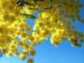 Australian Golden Wattle Royalty Free Stock Photo