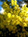 Australian Golden Wattle Royalty Free Stock Photo