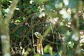 Australian Golden Whistler