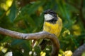 Australian golden whistler - Pachycephala pectoralis is a species of bird found in forest, woodland, mallee, mangrove and scrub in