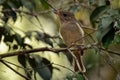 Australian golden whistler - Pachycephala pectoralis is a species of bird found in forest, woodland, mallee, mangrove and scrub in