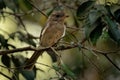 Australian golden whistler - Pachycephala pectoralis is a species of bird found in forest, woodland, mallee, mangrove and scrub in