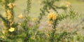 Australian golden wildflower Grevillea juniperine molonglo panor Royalty Free Stock Photo