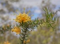 Australian golden wildflower Grevillea molonglo Royalty Free Stock Photo