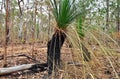 An Australian Grass Tree blackened by bush fire Royalty Free Stock Photo