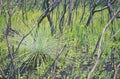 Australian grass tree regenerating after bushfire Royalty Free Stock Photo