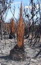 Australian Grass tree, Xanthorrhea, after a bushfire Royalty Free Stock Photo