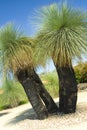 Australian Grass Tree - Xanthorrhoea Royalty Free Stock Photo