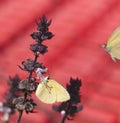 Australian grass-yellow butterfly Eurema Royalty Free Stock Photo