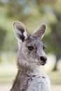 Australian gray kangaroo Royalty Free Stock Photo