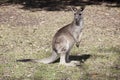 Australian gray kangaroo Royalty Free Stock Photo