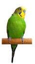 Australian Green Parrot isolated Royalty Free Stock Photo