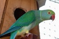 Australian Green Ring-Necked Parrot