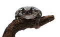 Australian Green Tree Frog Royalty Free Stock Photo