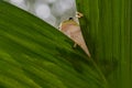 Dumpy frog  on a leaf  in tropical garden Royalty Free Stock Photo