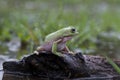 Dumpy frog on a leaf in tropical garden Royalty Free Stock Photo