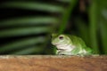 Australian Green Tree Frog on Deck in Rainforest Royalty Free Stock Photo
