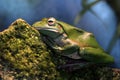 Australian green tree frog Gold Coast Queensland Australia