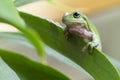 Australian Green Tree Frog Royalty Free Stock Photo