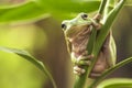 Australian Green Tree Frog Royalty Free Stock Photo