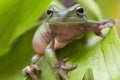 Australian Green Tree Frog Royalty Free Stock Photo