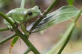 Australian Green Tree Frog Royalty Free Stock Photo